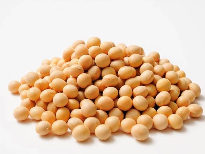 Soya Fasulyesi
